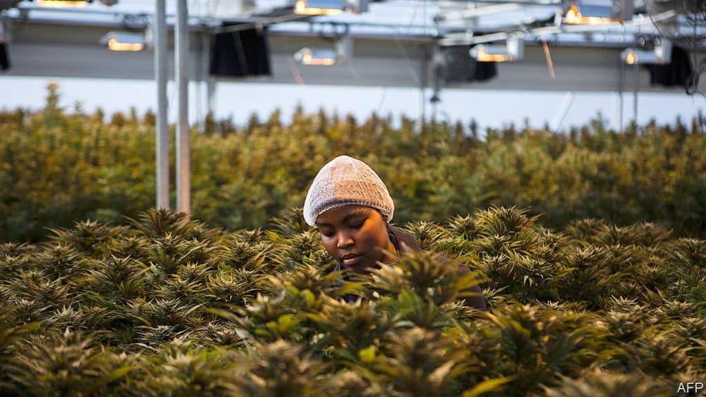 WeGROW Lesotho makes cannabis accessible worldwide