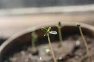 WeGROW Cannabis in Lesotho