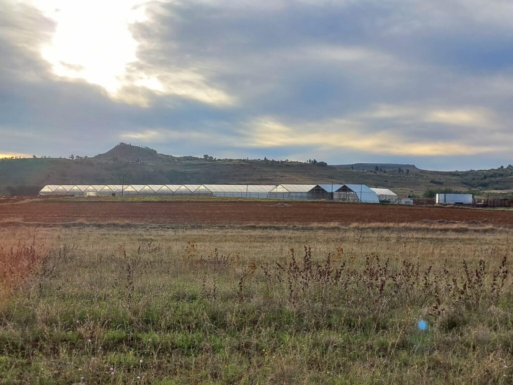 WeGROW Lesotho - Kingdom of Medical Cannabis