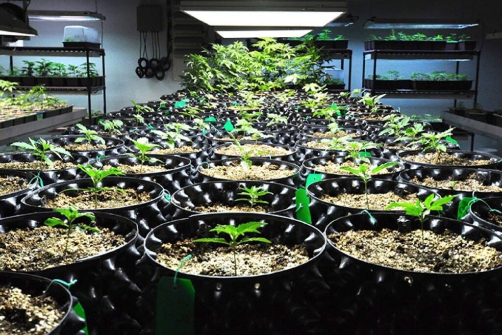 Craft Cannabis Africa