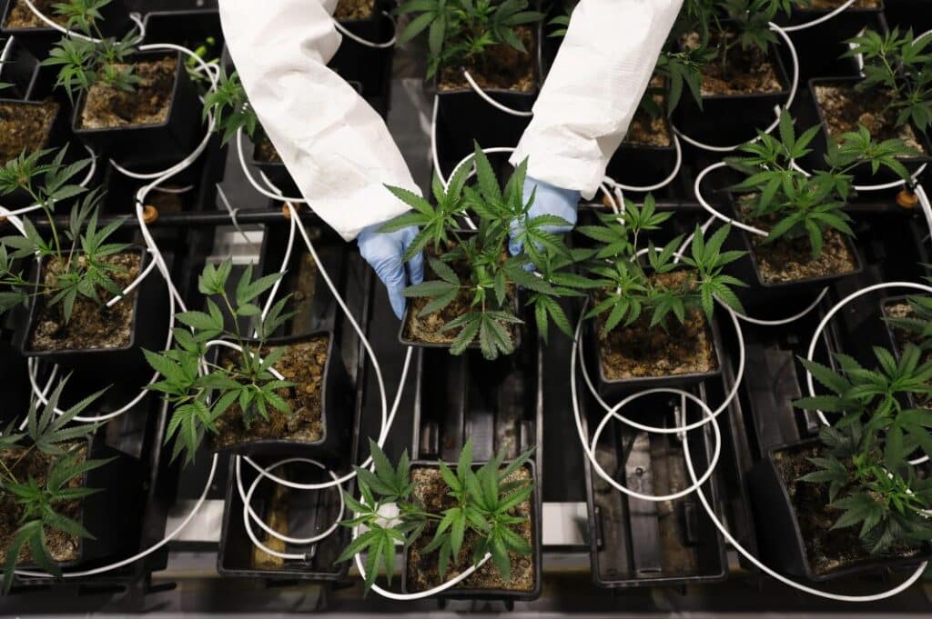 Cannabis Lesotho EU-GMP License