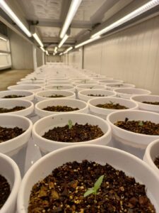 WeGROW Cannabis in Lesotho new THC strain
