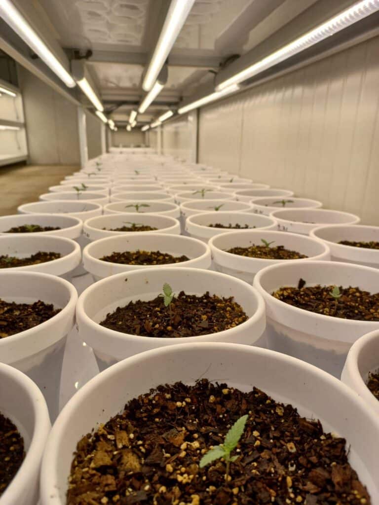 WeGROW Cannabis in Lesotho new THC strain