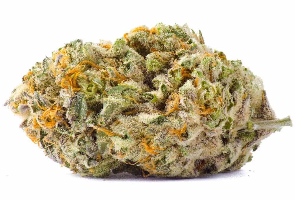 WeGROW Lesotho High THC Indica Strains