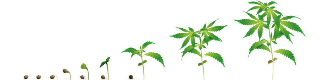 Import EU-GMP Medical Cannabis from Africa