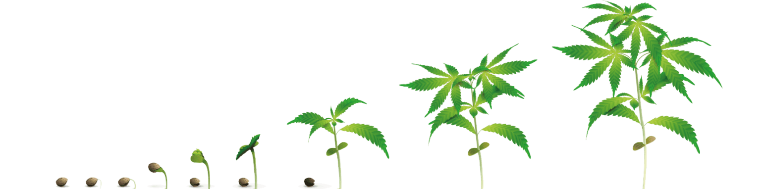 Import EU-GMP Medical Cannabis from Africa