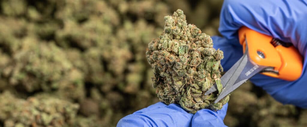 Sourcing Medical Cannabis from Africa