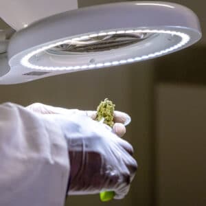 Export High Quality Medical Cannabis From Africa