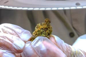 Import Medical THC Products