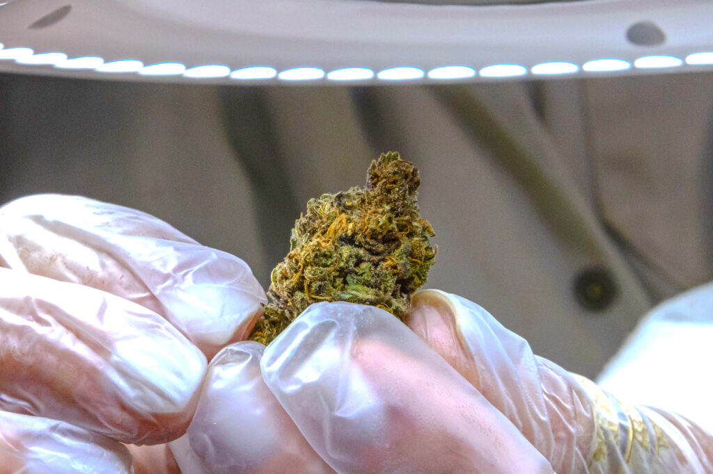 WeGROW Medical Cannabis Products