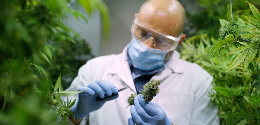 Sourcing Cannabis Cultivators From Africa