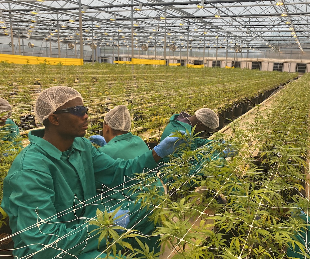 Technological Cannabis Greenhouses in Africa