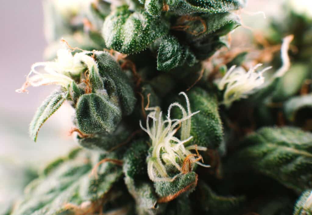 WeGROW - Medical Cannabis Production in Lesotho