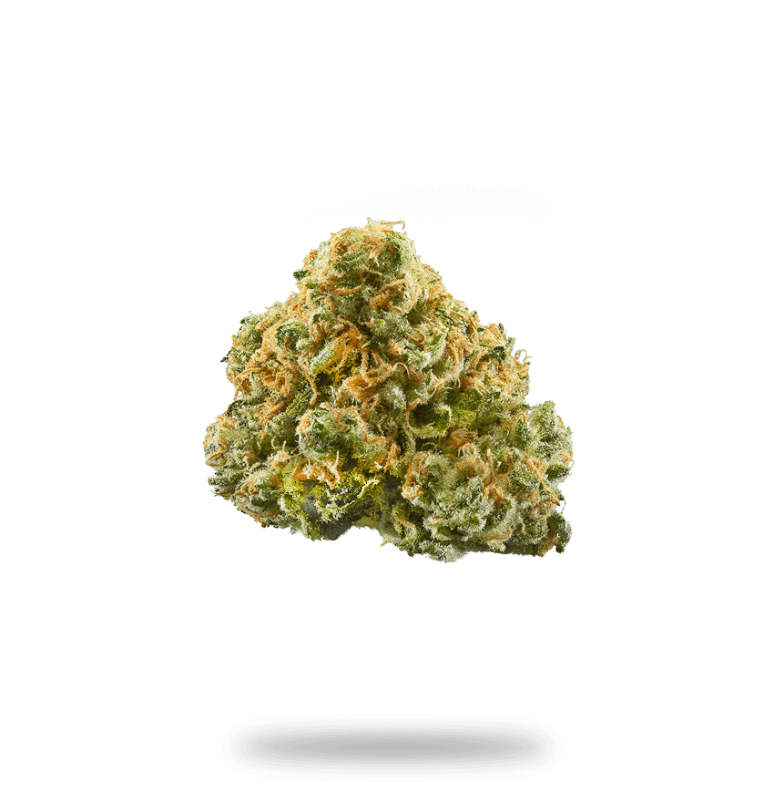 Dr. Grinspoon - Sativa Strain
