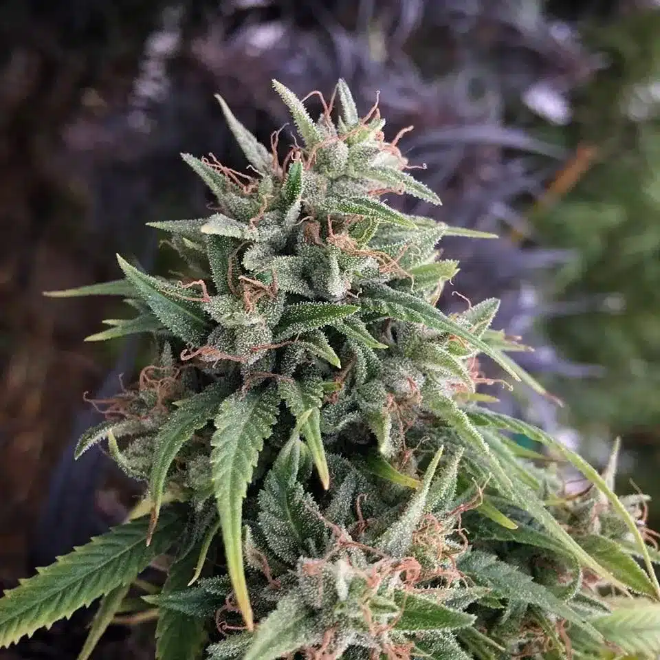 Strains from Africa