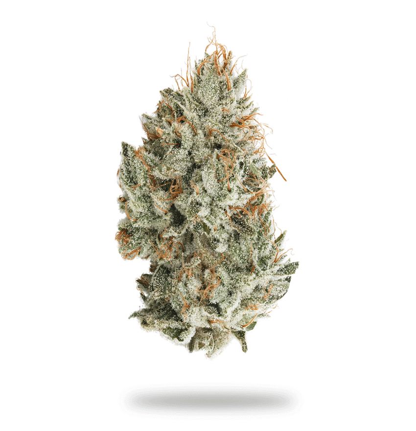 Gorilla Glue Cannabis Strain
