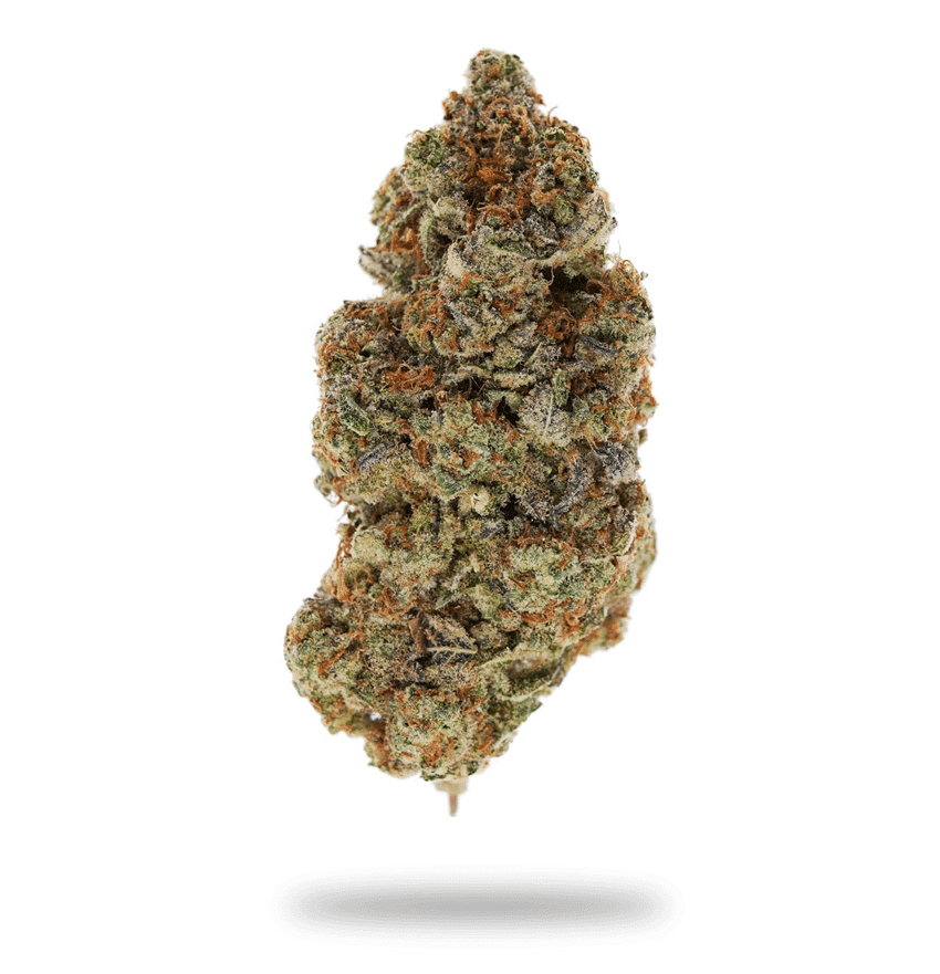 Notorious THC - Indica Strain