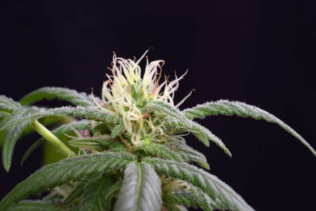 Strains from Africa