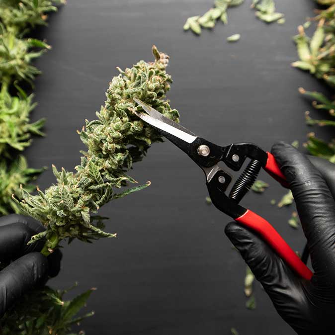 Import Medical Cannabis