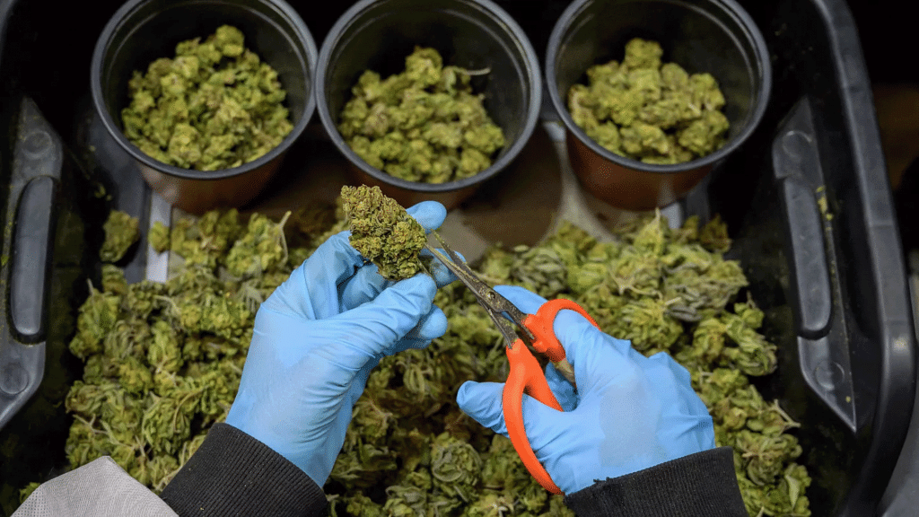 Import Medical Cannabis to Switzerland