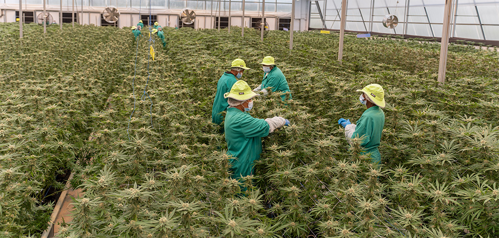 Cultivation