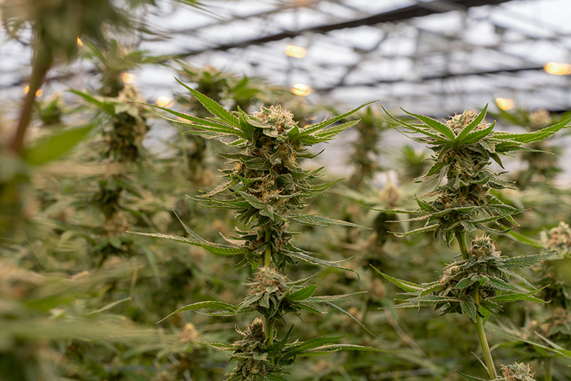The Science Behind the Bud