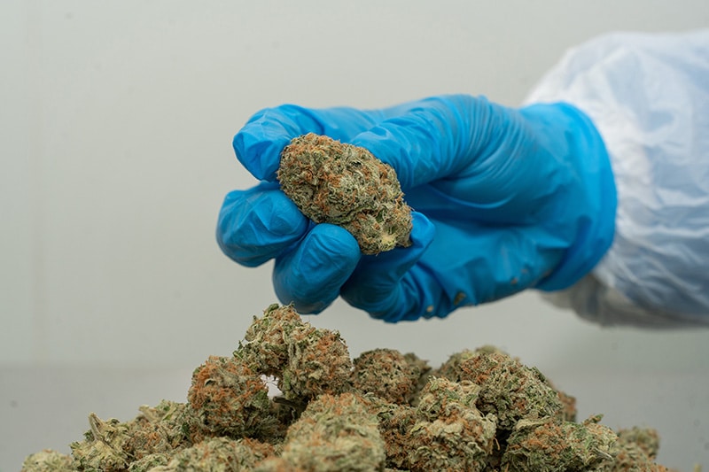 Premium cannabis