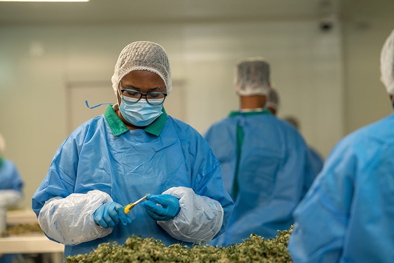 Bud Engineering in Practice