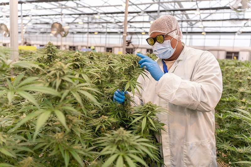 The Science Behind the Bud