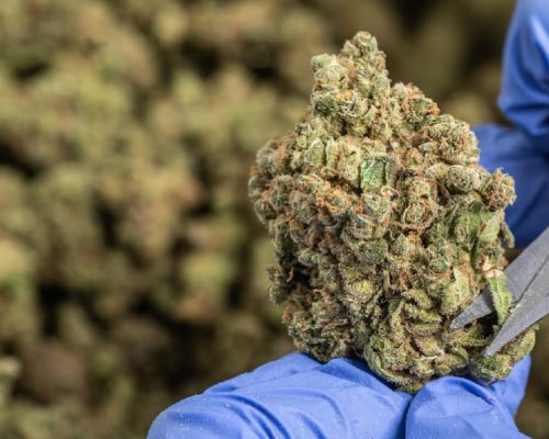 Sourcing Medical Cannabis from Africa