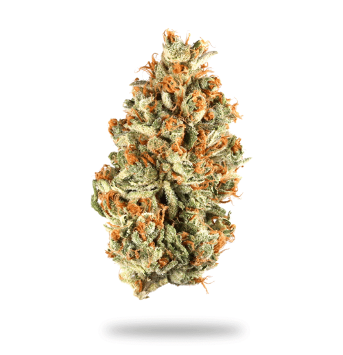 Kosher Kush Cannabis Strain