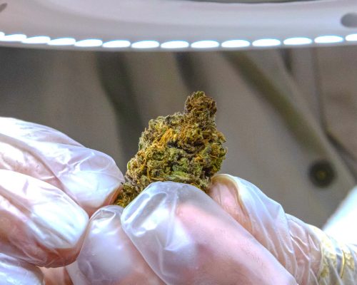 Import Medical THC Products